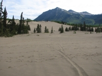 Carcross Desert